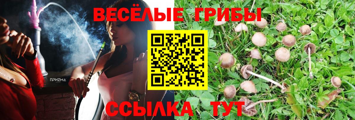 Псилоцибиновые грибы Psilocybe Каспийск